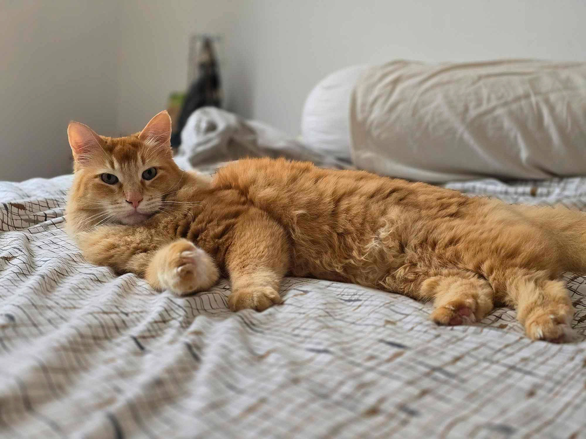 Snow a rejoint le concours — aidez-le/la à gagner de superbes lots ! bed, carnivore, cat, cat_supply, claw, comfort, domestic_short_haired_cat, fawn, felidae, fur, linens, nap, paw, pet_supply, room, small_to_medium_sized_cats, tail, terrestrial_animal, whiskers, wood