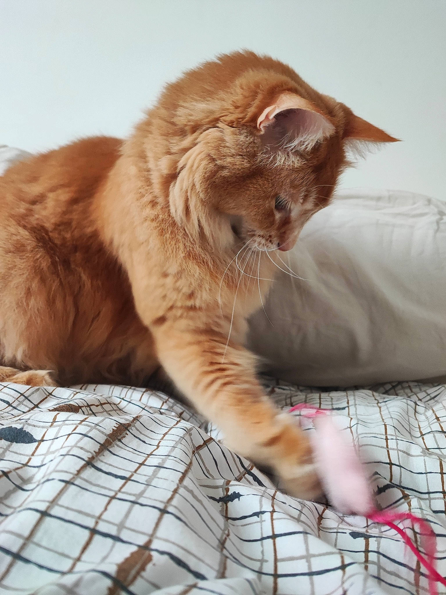 Snow participe au concours pour gagner de l'argent avec cette photo : carnivore, cat, cat_supply, claw, comfort, domestic_short_haired_cat, fawn, felidae, fur, human_leg, linens, pattern, paw, pet_supply, small_to_medium_sized_cats, snout, tail, terrestrial_animal, whiskers, window