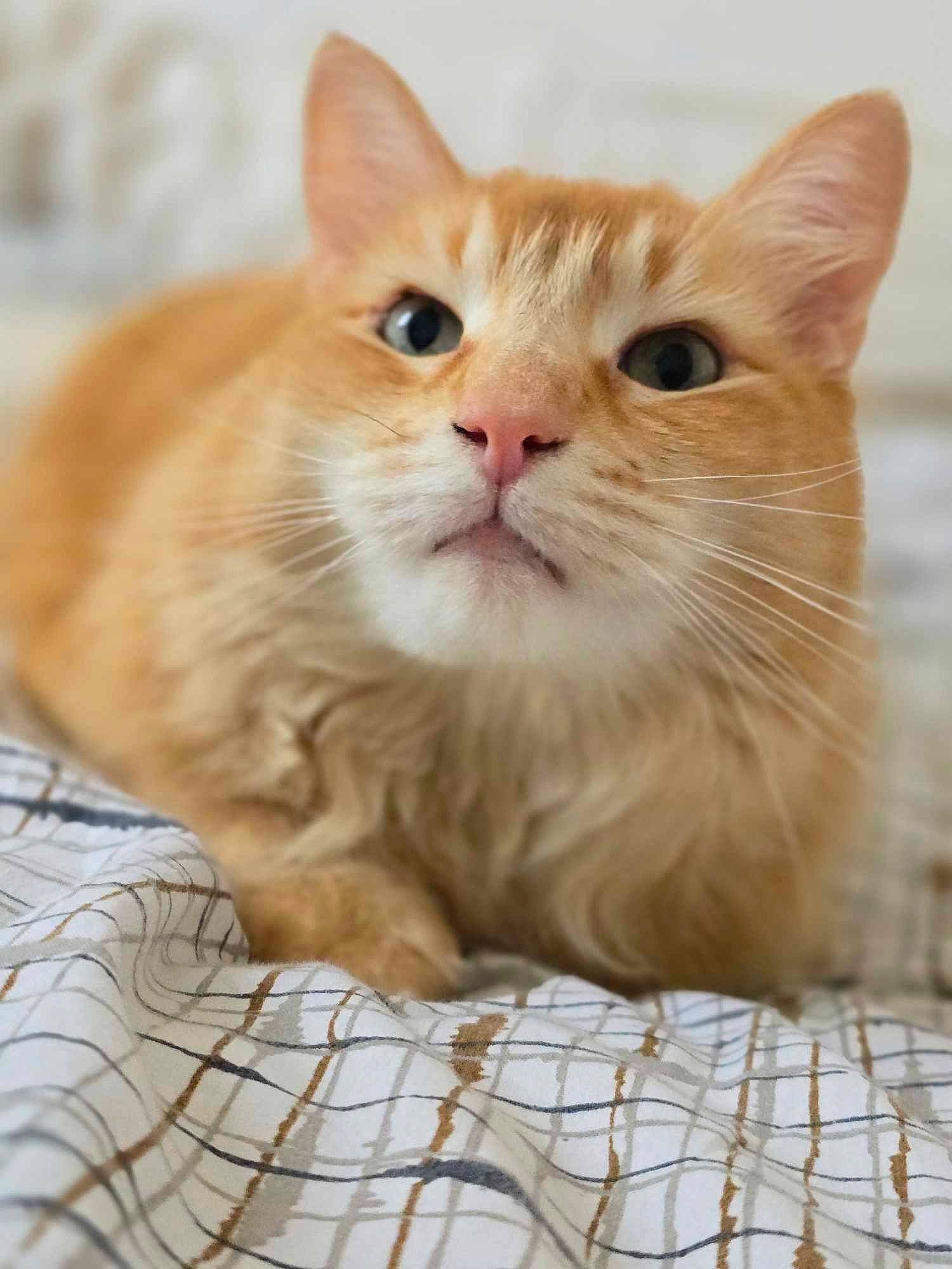 Snow a rejoint le concours — aidez-le/la à gagner de superbes lots ! box, carnivore, cat, cat_supply, claw, domestic_short_haired_cat, fawn, felidae, fur, pattern, paw, pet_supply, small_to_medium_sized_cats, snout, terrestrial_animal, whiskers, window, wood