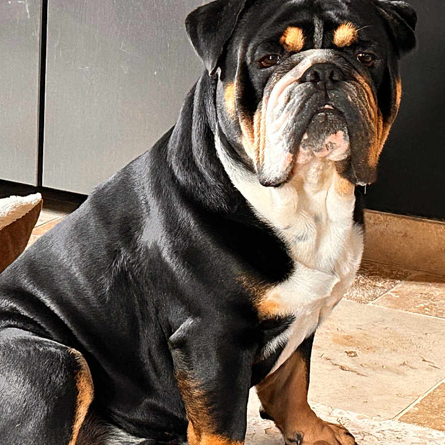 Pablo a rejoint le concours — aidez-le/la à gagner de superbes lots ! animal, black, brown, bulldog, canine, companion, dog, domestic, ears, expression, face, floor, fur, indoor, paw, pet, portrait, sitting, tile, white