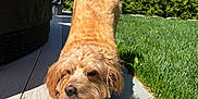 Ava Cozic is registered to the contest to win money with this photo: dog, stretching, outdoor, sunny, grass, deck, tail, paws, fur, pet, canine, nature, daylight, greenery, wood, relaxation, summer, animal, mammal, playful