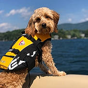 Ava Cozic is registered to the contest to win money with this photo: dog, life_jacket, water, boat, outdoor, lake, sky, clouds, fur, animal, pet, nature, summer, daytime, adventure, canine, portrait, brown, curly_fur, landscape