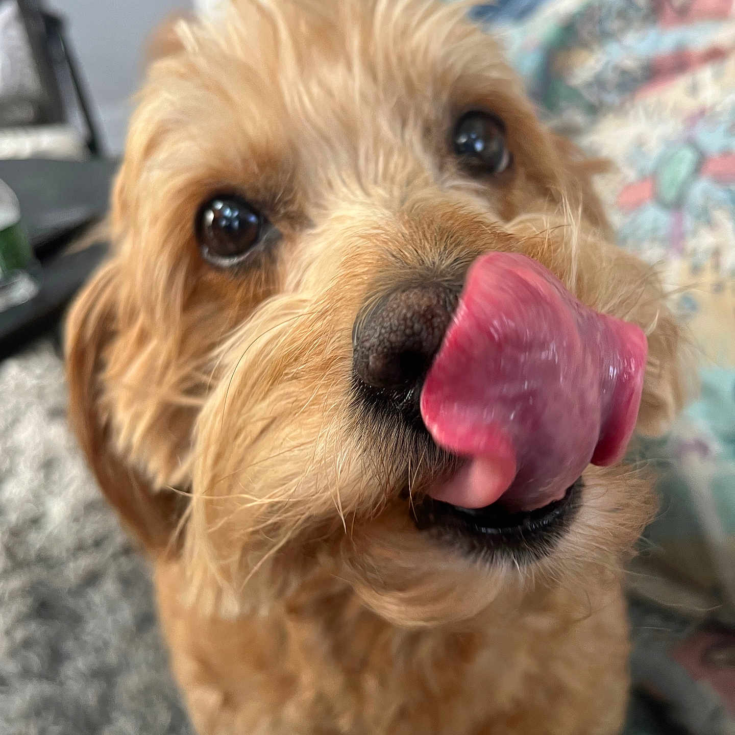 Ava Cozic joined the competition — help win amazing prizes! adorable, animal, blurred_background, brown_fur, close_up, companion, curly_fur, cute, dog, domestic_animal, expression, face, friendly, furry, indoor, licking, nose, pet, tongue, whiskers