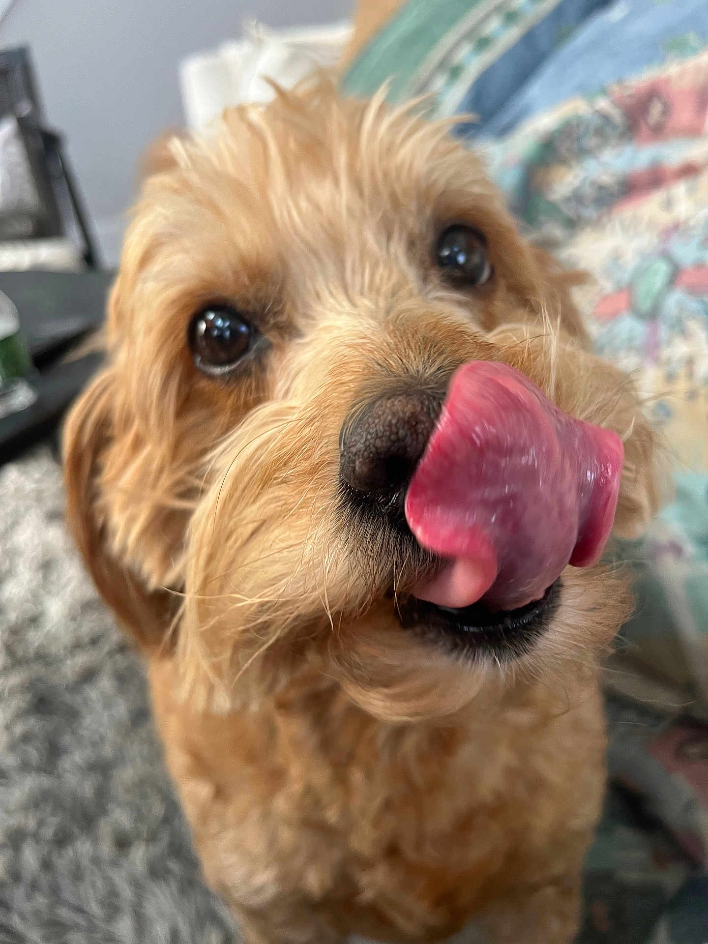 Ava Cozic joined the competition — help win amazing prizes! dog, tongue, close_up, curly_fur, pet, cute, indoor, animal, nose, licking, brown_fur, face, whiskers, expression, furry, companion, domestic_animal, blurred_background, friendly, adorable