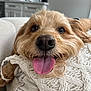 Ava Cozic joined the competition — help win amazing prizes! dog, tongue, close_up, happy, pet, canine, fur, nose, blanket, knitted, cozy, indoor, home, furniture, living_room, cute, animal, relaxed, portrait, smiling