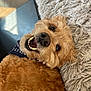 Ava Cozic joined the competition — help win amazing prizes! dog, pet, smiling, happy, fur, curly_fur, teeth, open_mouth, lying_down, indoor, rug, texture, brown, golden, close_up, portrait, canine, animal, cute, domestic