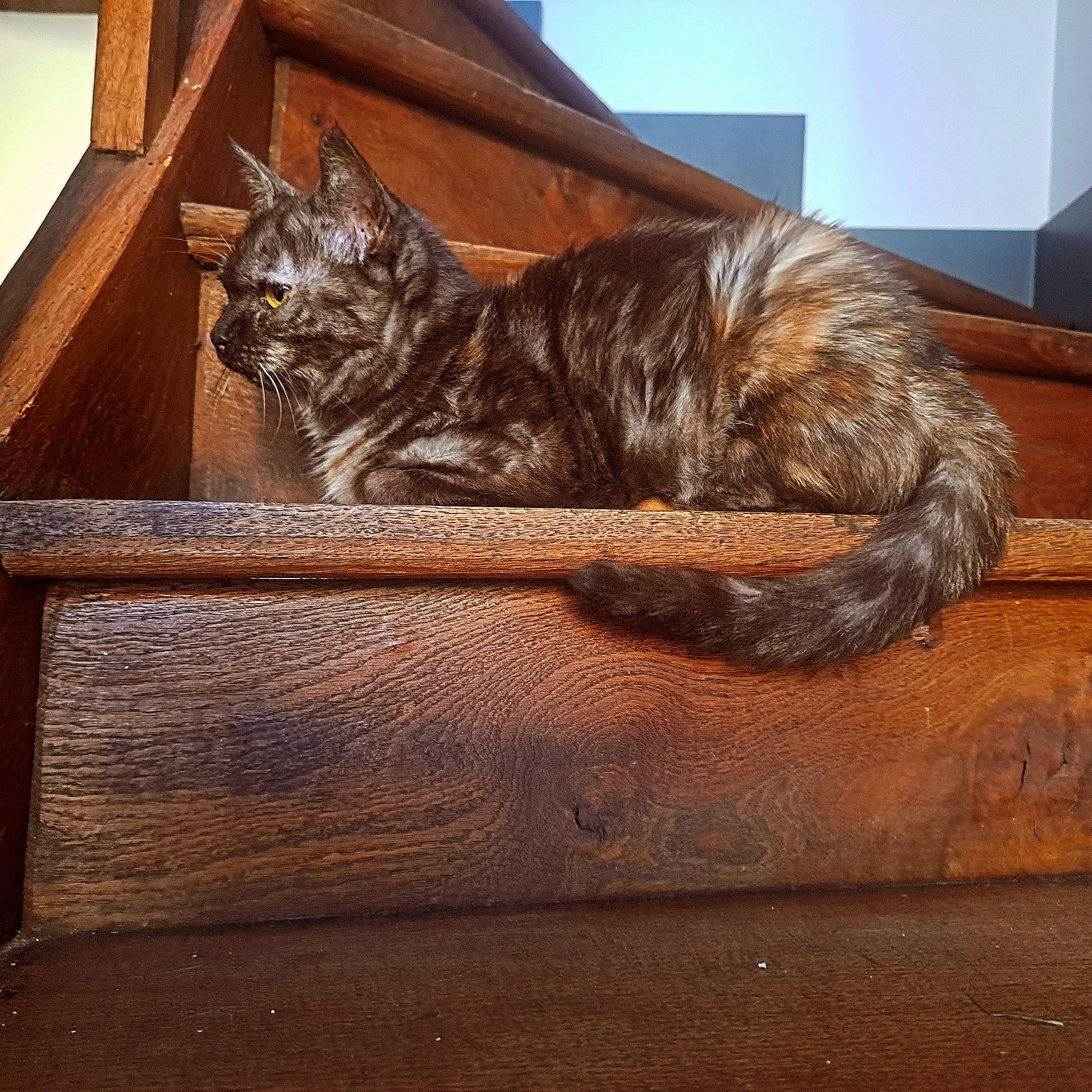 Candy participe au concours pour gagner de l'argent avec cette photo : brown, carnivore, cat, comfort, domestic_short_haired_cat, fawn, felidae, flooring, fur, hardwood, metal, plant, small_to_medium_sized_cats, tail, terrestrial_animal, tints_and_shades, whiskers, window, wood, wood_stain