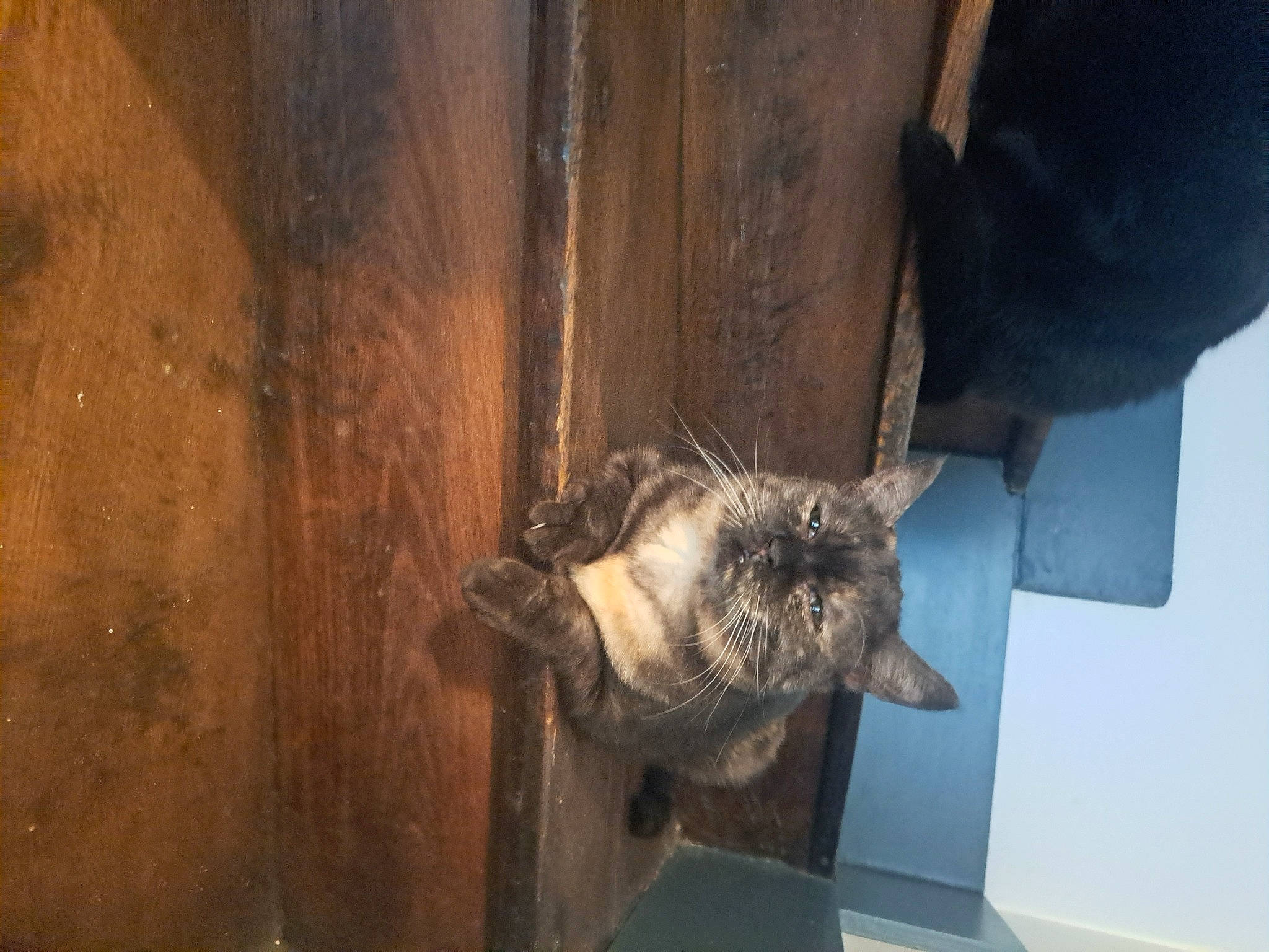 Candy a rejoint le concours — aidez-le/la à gagner de superbes lots ! bat, big_brown_bat, carnivore, cat, claw, domestic_short_haired_cat, felidae, fur, hardwood, sculpture, small_to_medium_sized_cats, snout, sporting_group, tail, whiskers, window, wood