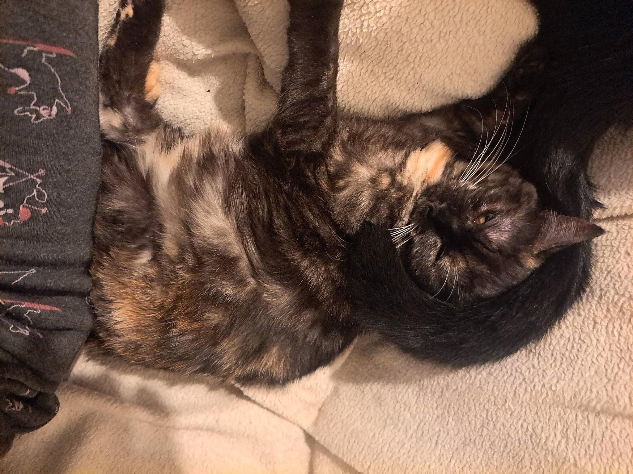 Candy participe au concours pour gagner de l'argent avec cette photo : black_cat, brown, carnivore, cat, claw, comfort, domestic_short_haired_cat, ear, felidae, foot, fur, grey, human_leg, nap, pattern, paw, small_to_medium_sized_cats, tail, vertebrate, whiskers