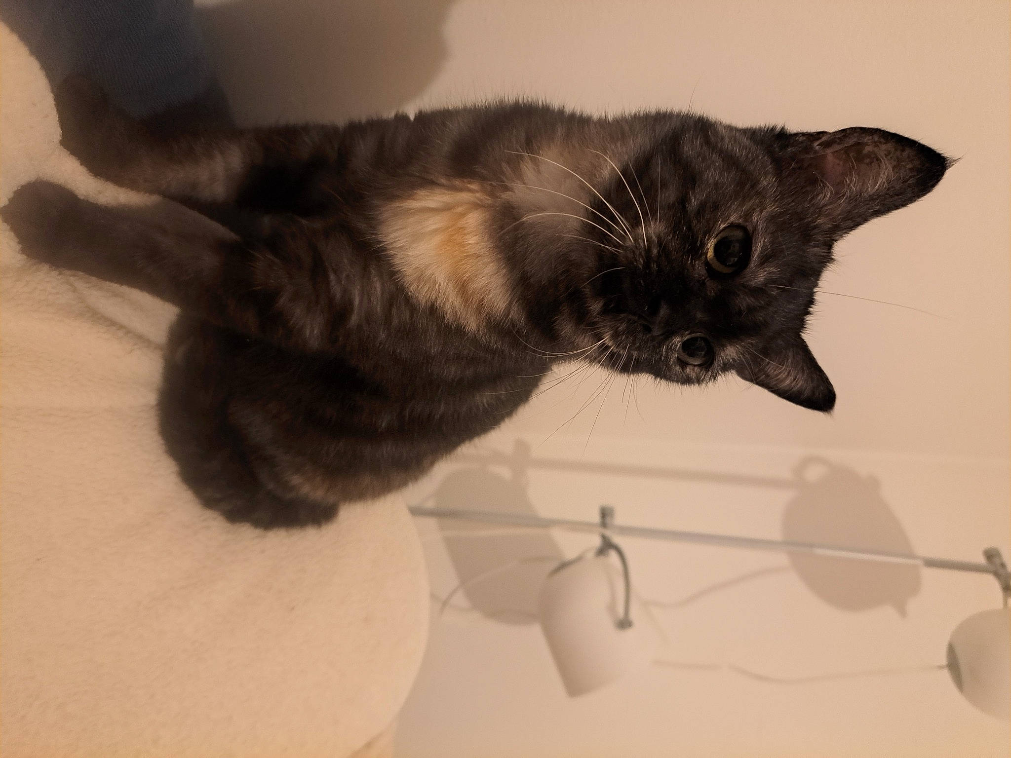 Candy participe au concours pour gagner de l'argent avec cette photo : black_cat, carnivore, cat, claw, domestic_short_haired_cat, ear, felidae, fur, paw, small_to_medium_sized_cats, snout, tail, whiskers