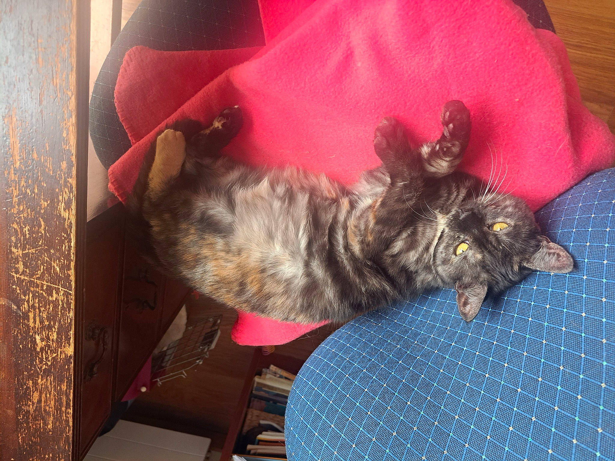 Candy a rejoint le concours — aidez-le/la à gagner de superbes lots ! canidae, carnivore, claw, comfort, companion_dog, dog_breed, felidae, fur, nap, small_to_medium_sized_cats, sporting_group, tail, terrestrial_animal, whiskers