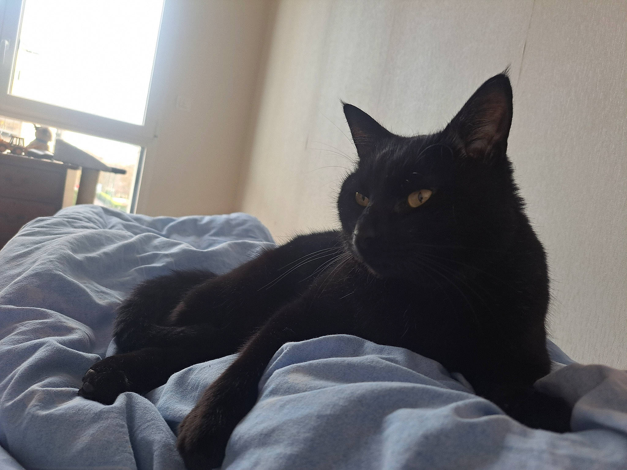 Shadow a rejoint le concours — aidez-le/la à gagner de superbes lots ! bed, black_cat, carnivore, cat, comfort, domestic_short_haired_cat, eye, felidae, fur, grey, human_leg, leg, linens, room, sitting, small_to_medium_sized_cats, snout, tail, whiskers, window