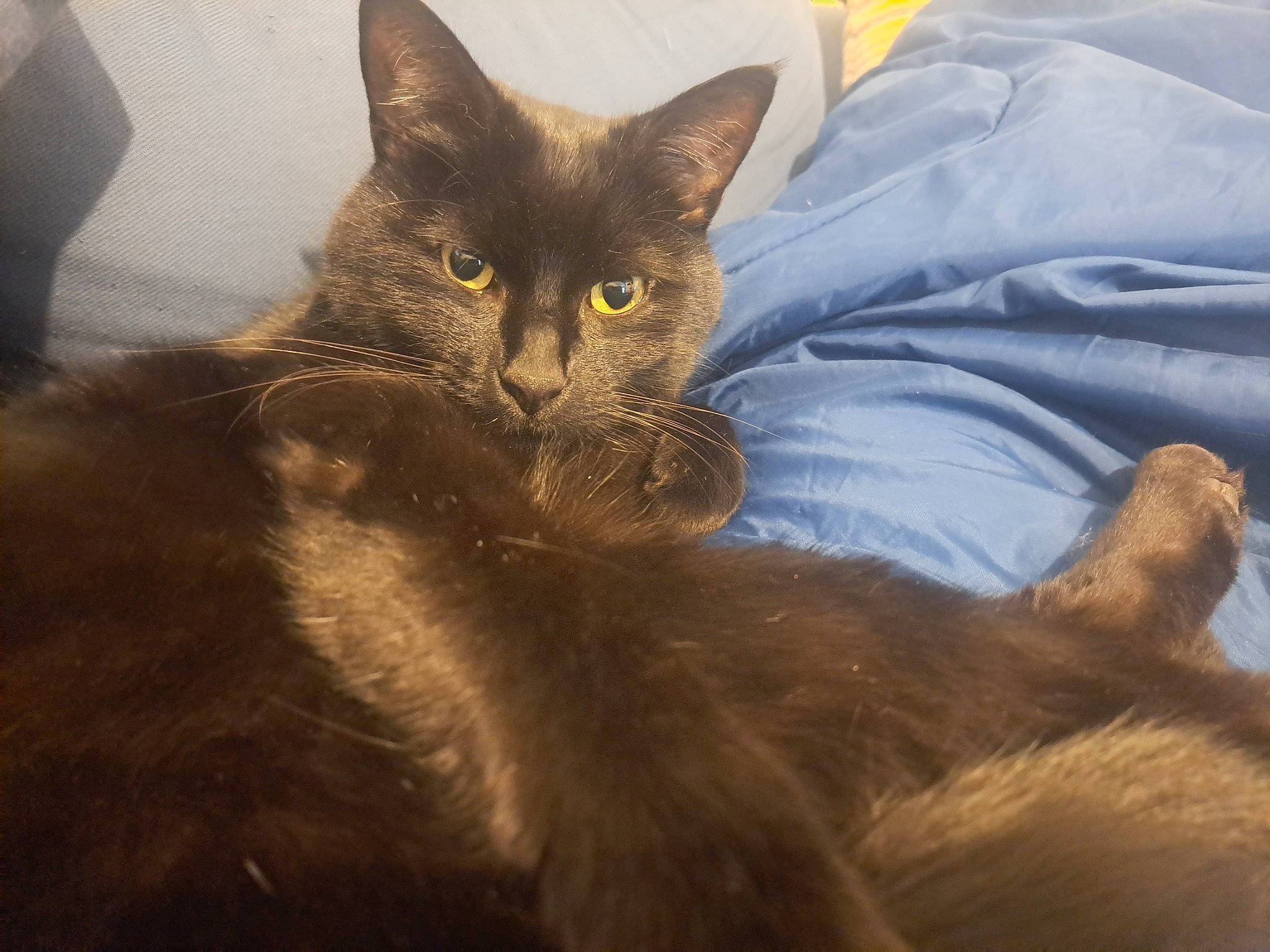 Shadow a rejoint le concours — aidez-le/la à gagner de superbes lots ! brown, carnivore, cat, claw, comfort, domestic_short_haired_cat, felidae, fur, grey, liver, mammal, paw, small_to_medium_sized_cats, snout, street_light, tail, terrestrial_animal, vertebrate, whiskers, wildlife