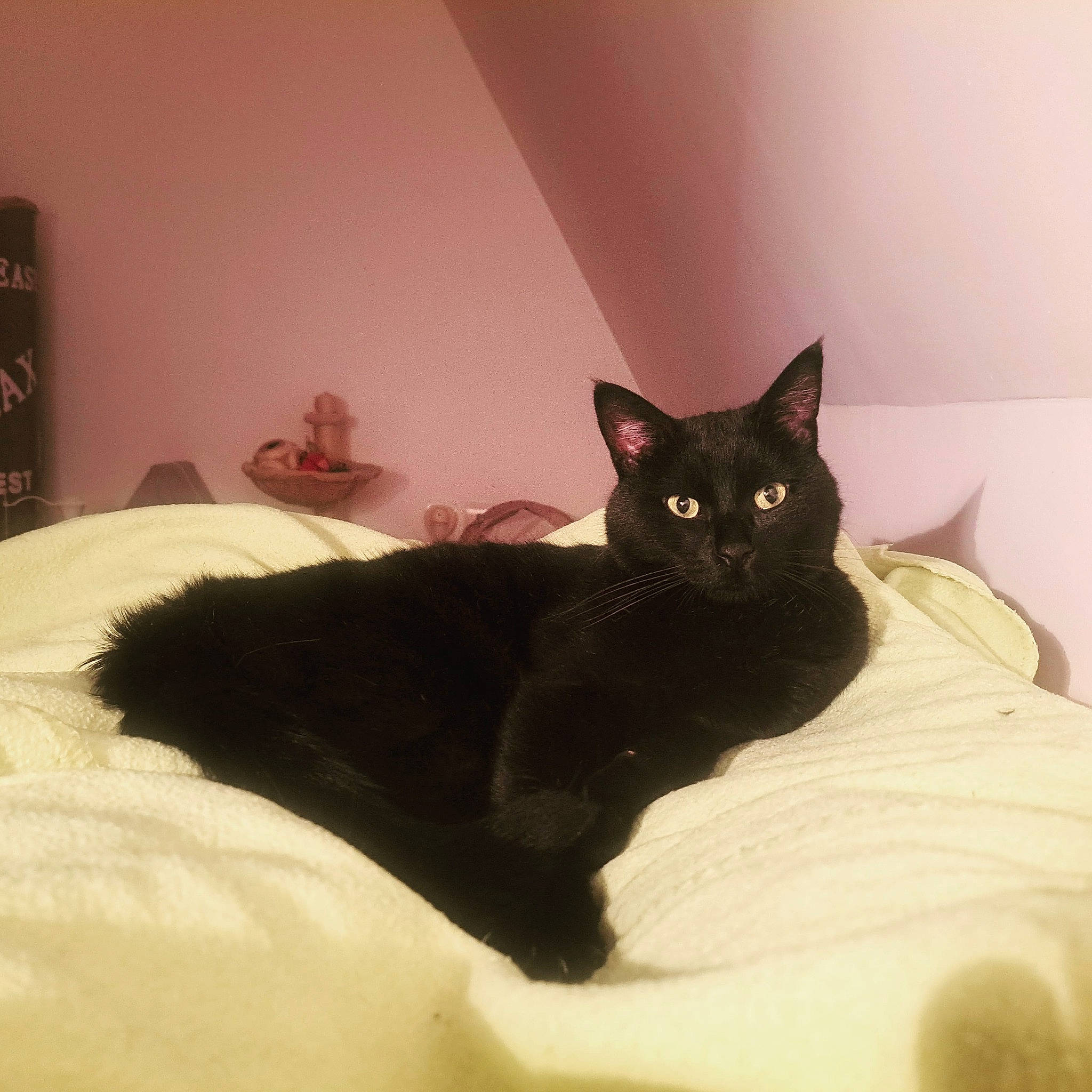 Shadow participe au concours pour gagner de l'argent avec cette photo : bed, black_cat, bombay, carnivore, cat, cat_supply, comfort, domestic_short_haired_cat, felidae, fur, grey, linens, room, small_to_medium_sized_cats, snout, tail, terrestrial_animal, whiskers