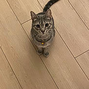 Mabel joined the competition — help win amazing prizes! bell, big_eyes, cat, close_up, collar, curious, cute, domestic_cat, feline, flooring, gray_tabby, hardwood_floor, indoor, looking_up, paws, pet, portrait, sitting, tail, whiskers