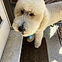 dog, poodle, fluffy, curly_hair, cream_color, pet, indoors, doormat, door, tile_floor, shadow, sunlight, animal, companion, looking_up, close_up, fur, paw, waiting, friendly