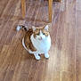 cat, feline, pet, indoor, wooden_floor, chair, furniture, sitting, looking_up, orange_white, fluffy, whiskers, paws, tail, domestic_cat, cute, green_eyes, portrait, home, gaze