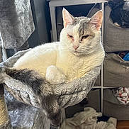 Simon is registered to the contest to win money with this photo: cat, pet, feline, cat_tree, hammock, lounging, white_cat, gray_tail, sleepy, whiskers, ears, indoor, cozy, plush, furniture, storage_cubby, colored_pencils, stuffed_giraffe, clutter, wooden_floor