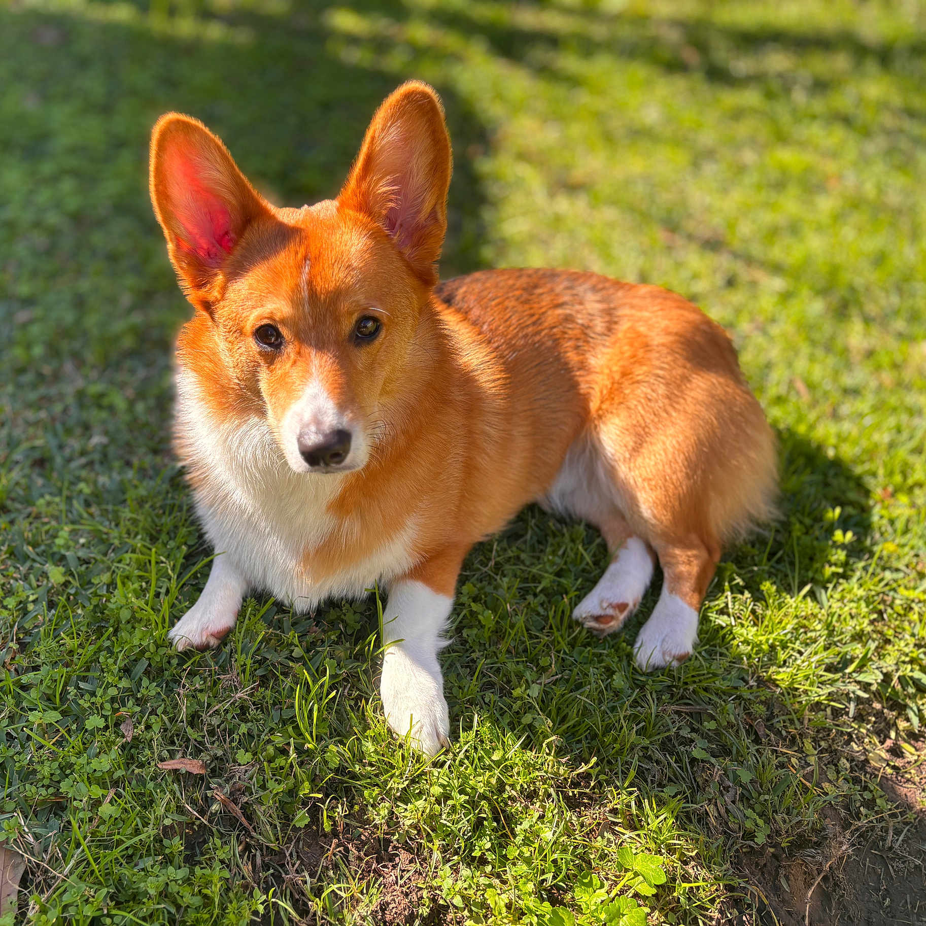 Benji