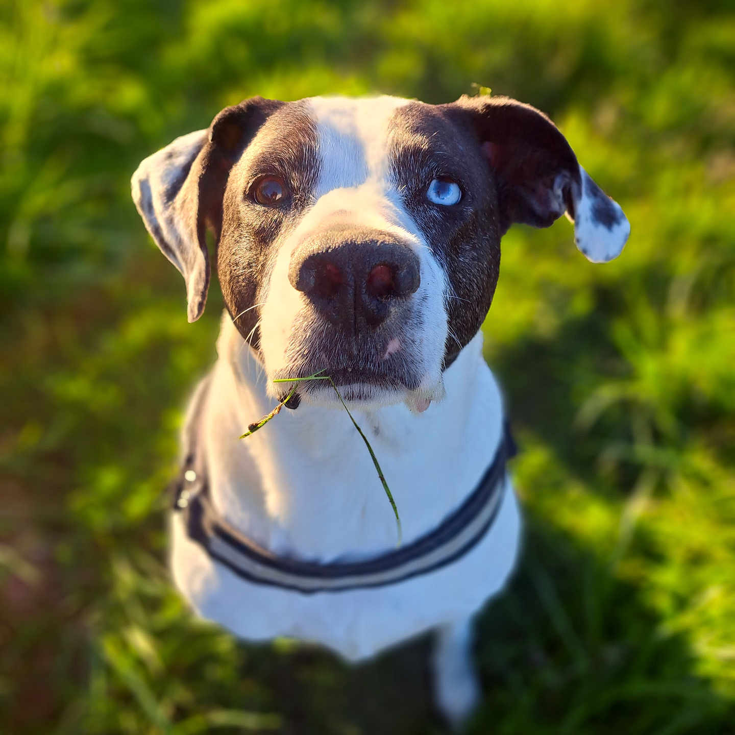 Ria'C a rejoint le concours — aidez-le/la à gagner de superbes lots ! alert, animal, canine, closeup, cute, daylight, dog, ears, friendly, fur, grass, greenery, heterochromia, leash, looking_up, muzzle, nature, outdoor, pet, portrait
