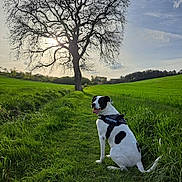 Ria'C participe au concours pour gagner de l'argent avec cette photo : animal, black_and_white, canine, daylight, dog, field, grass, greenery, happy, harness, leafless_tree, nature, outdoor, path, pet, scenic, sky, sunlight, tongue_out, tree