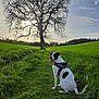 animal, black_and_white, canine, daylight, dog, field, grass, greenery, happy, harness, leafless_tree, nature, outdoor, path, pet, scenic, sky, sunlight, tongue_out, tree