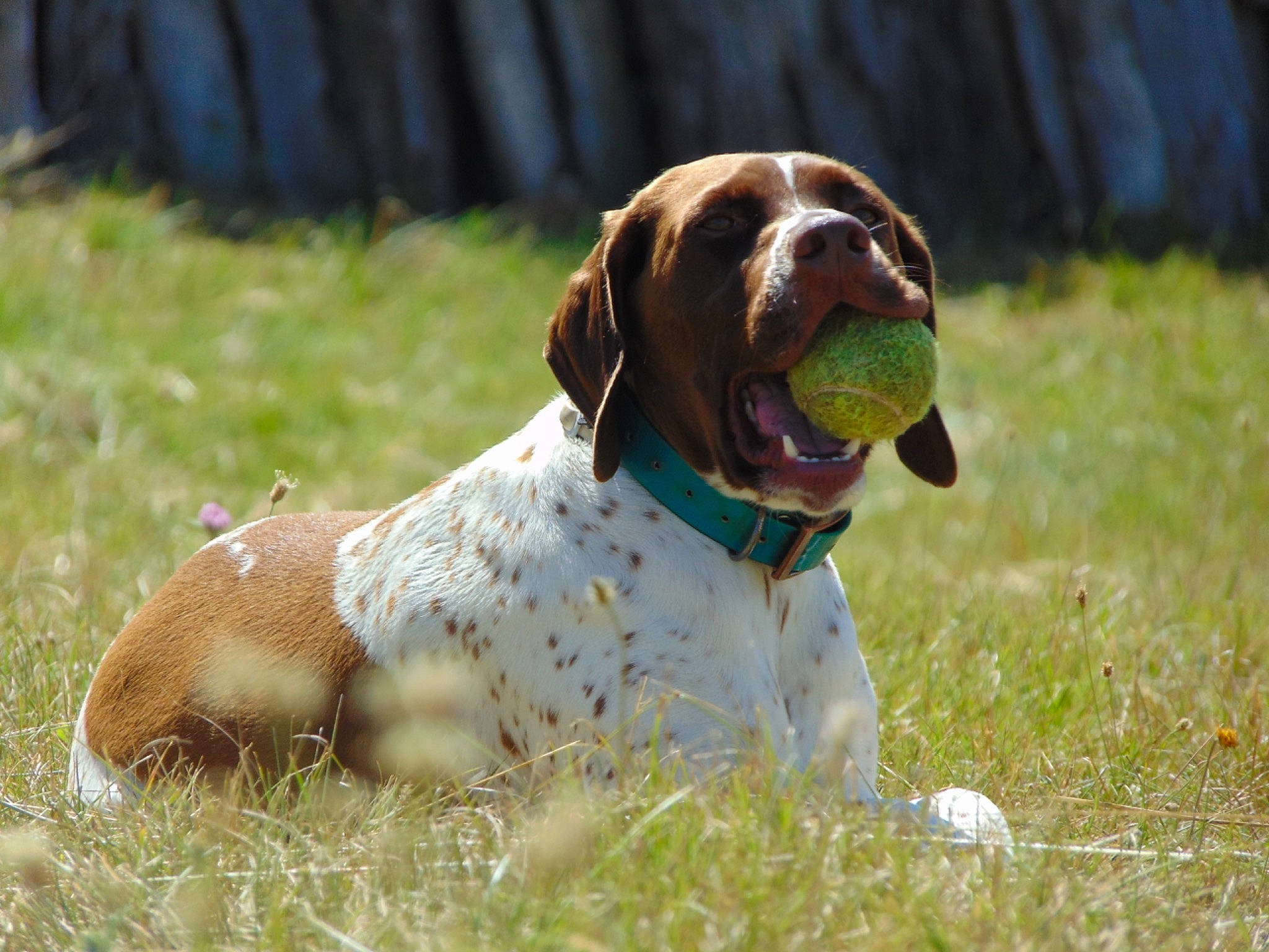 Mignonne a rejoint le concours — aidez-le/la à gagner de superbes lots ! bracco_italiano, braque_francais, braque_saint_germain, canidae, carnivore, dog, dog_breed, french_spaniel, german_longhaired_pointer, german_shorthaired_pointer, hunting_dog, liver, mammal, old_danish_pointer, pointer, pointing_breed, rare_breed_dog, small_munsterlander, sporting_group, vertebrate