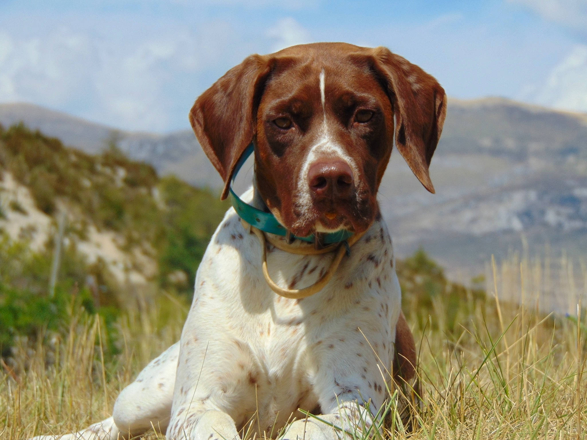 Mignonne participe au concours pour gagner de l'argent avec cette photo : braque_francais, braque_saint_germain, brittany, canidae, carnivore, dog, dog_breed, field_trial, german_shorthaired_pointer, gun_dog, hunting_dog, liver, mammal, old_danish_pointer, pointer, pointing_breed, rare_breed_dog, retriever, sporting_group, vertebrate