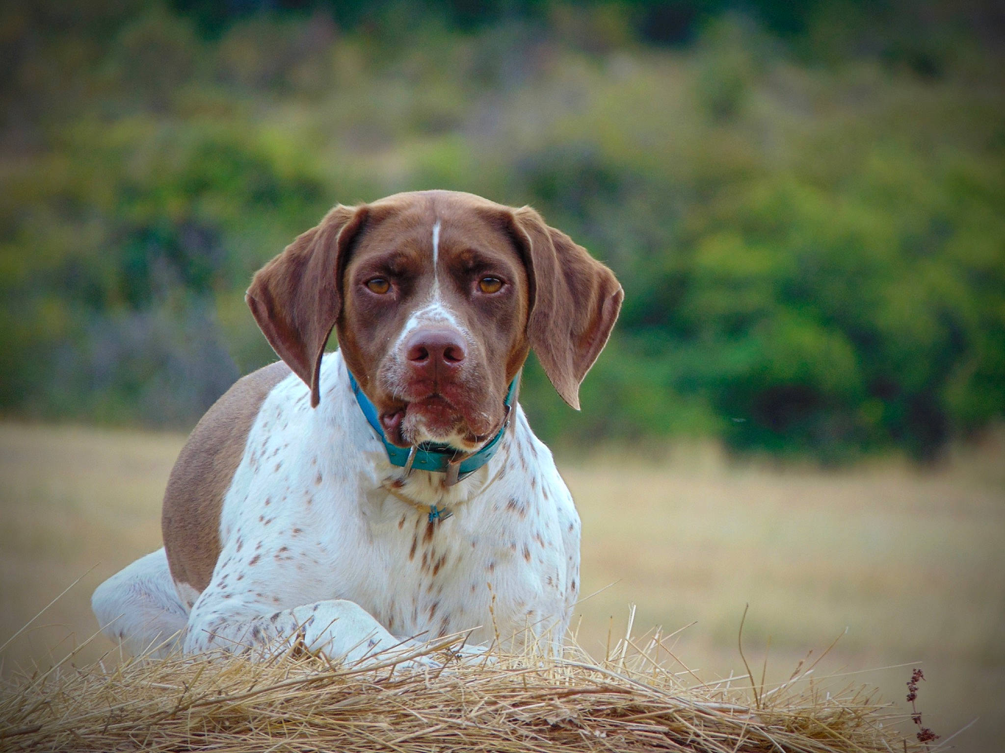 Mignonne a rejoint le concours — aidez-le/la à gagner de superbes lots ! ariege_pointer, braque_du_bourbonnais, braque_francais, braque_saint_germain, brittany, canidae, carnivore, dog, dog_breed, german_shorthaired_pointer, hunting_dog, liver, mammal, old_danish_pointer, pachon_navarro, pointer, pointing_breed, sporting_group, vertebrate, vizsla