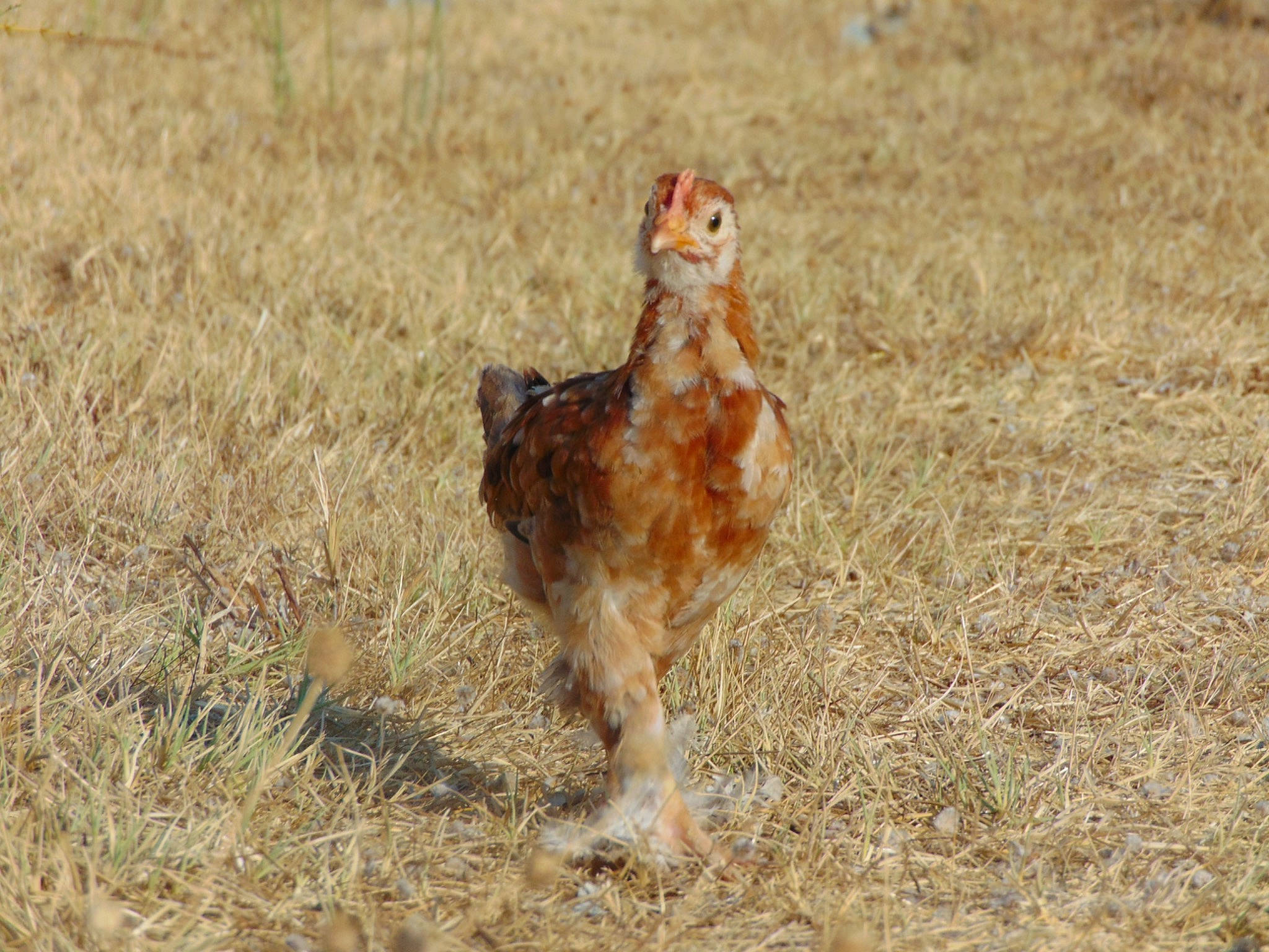 Snow participe au concours pour gagner de l'argent avec cette photo : adaptation, beak, bird, chicken, fowl, galliformes, poultry, wildlife