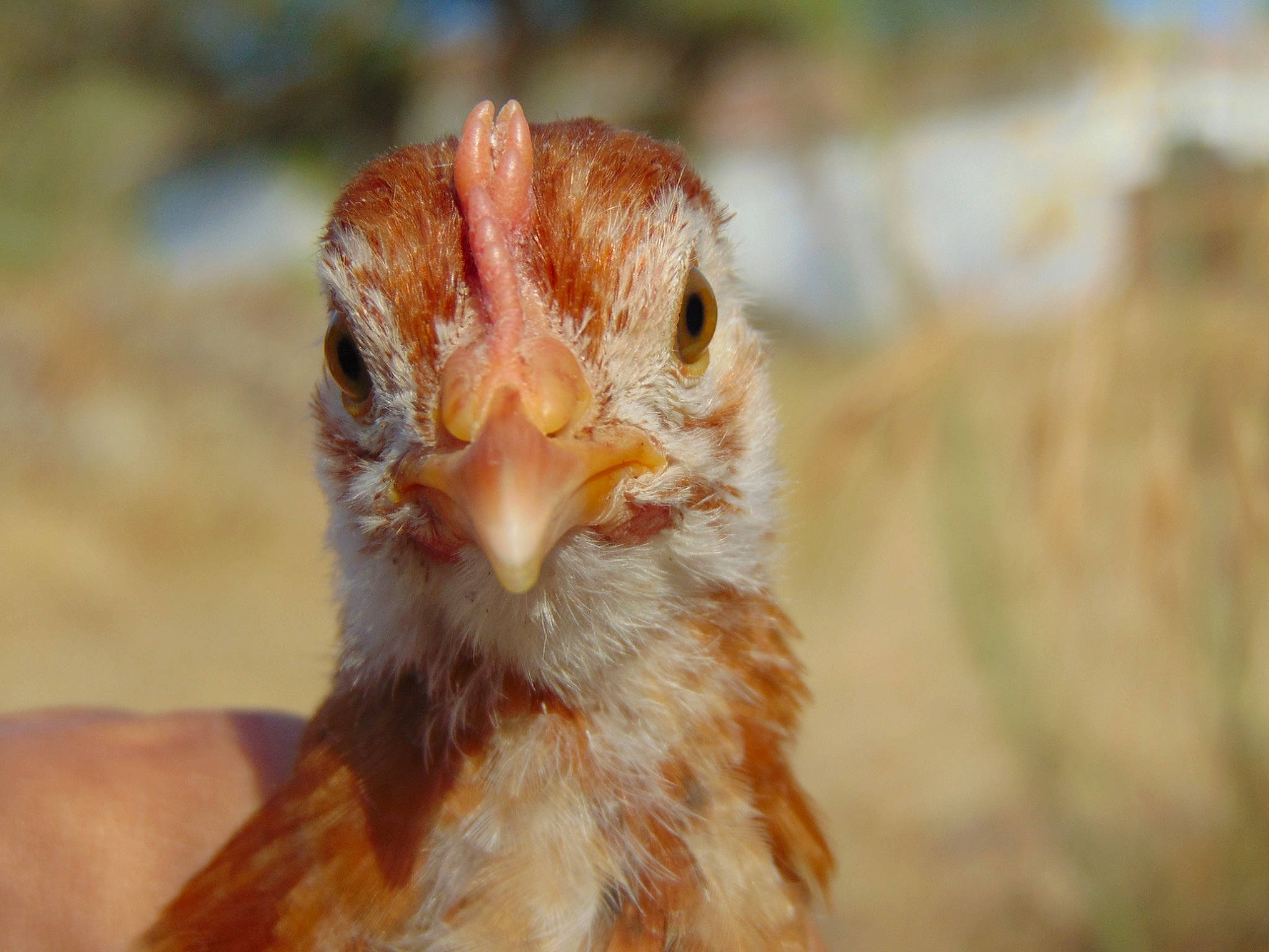 Snow participe au concours pour gagner de l'argent avec cette photo : adaptation, beak, bird, chicken, close_up, comb, eye, fowl, galliformes, livestock, neck, organism, phasianidae, poultry, rooster, vertebrate, wildlife