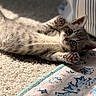 Clover joined the competition — help win amazing prizes! cat, kitten, gray_fur, pet, animal, lying_down, upside_down, paws, toe_beans, whiskers, ears, eyes, indoors, carpet, blanket, couch, cozy, portrait, close_up, cute