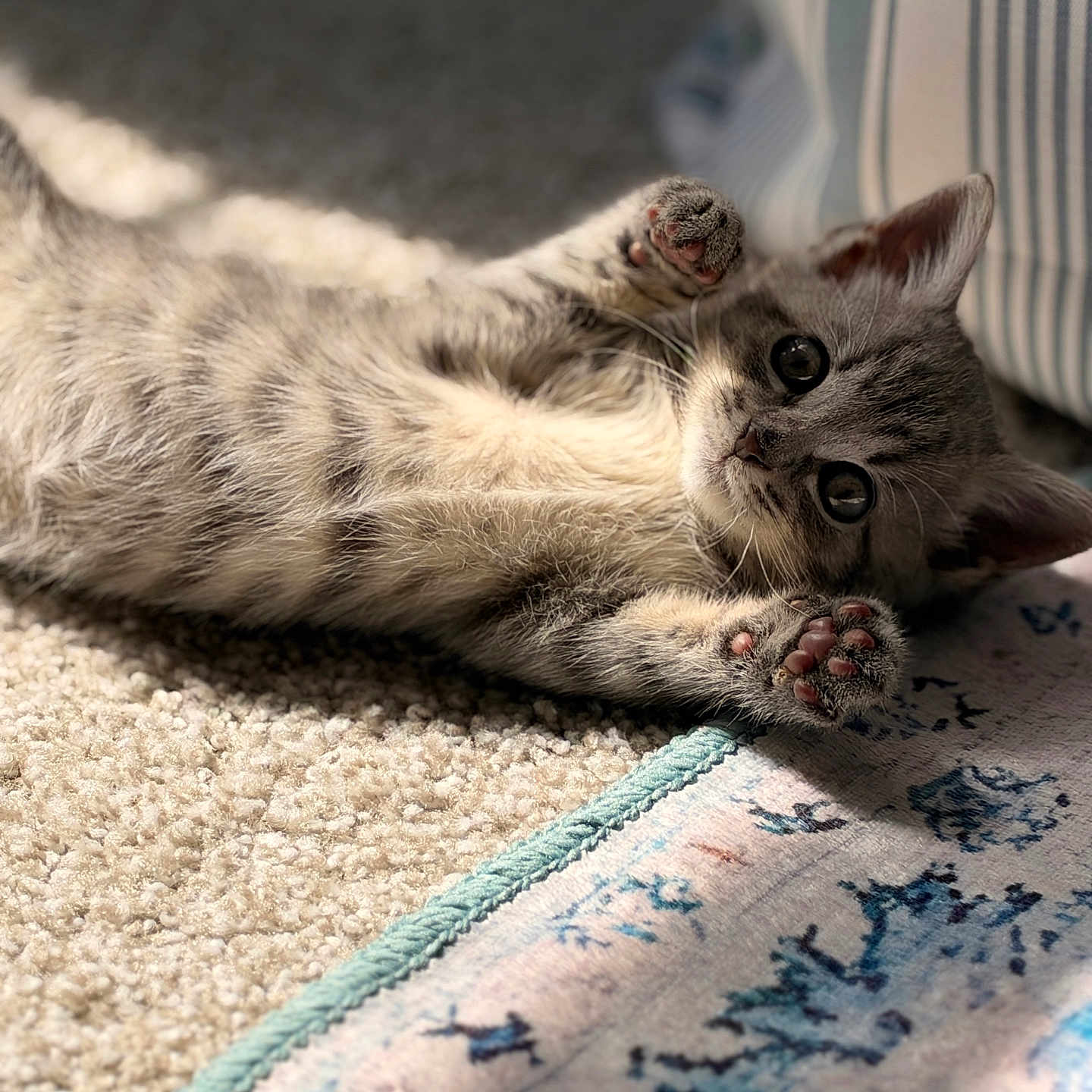 Clover joined the competition — help win amazing prizes! cat, kitten, gray_fur, pet, animal, lying_down, upside_down, paws, toe_beans, whiskers, ears, eyes, indoors, carpet, blanket, couch, cozy, portrait, close_up, cute