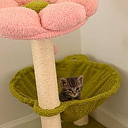 Clover is registered to the contest to win money with this photo: cat, kitten, tabby, animal, pet, cat_tree, scratching_post, flower, pink, green, perch, indoors, home, corner, carpet, cute, looking_at_camera, portrait, whiskers, ears