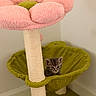 cat, kitten, tabby, animal, pet, cat_tree, scratching_post, flower, pink, green, perch, indoors, home, corner, carpet, cute, looking_at_camera, portrait, whiskers, ears