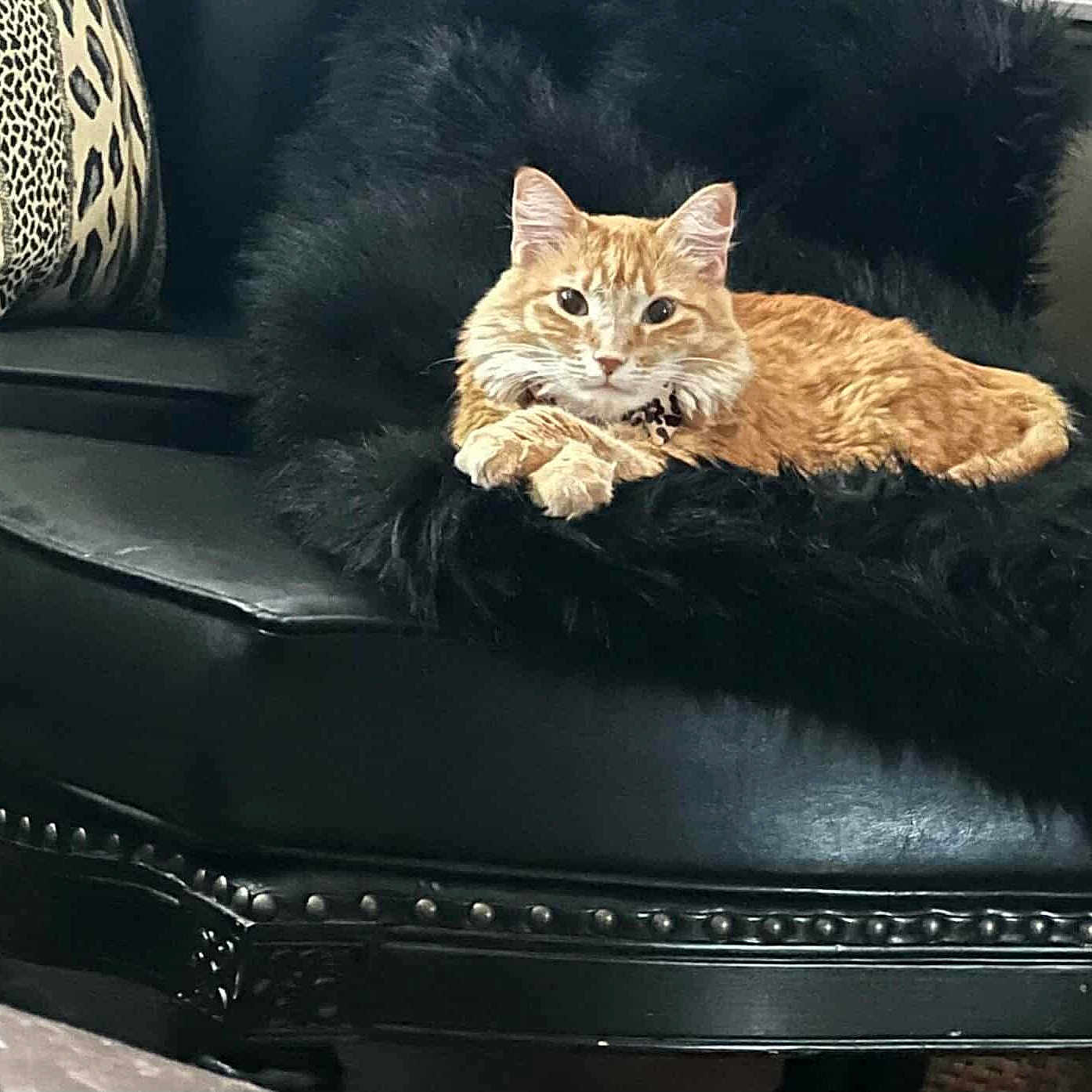 Peanut is registered to the contest to win money with this photo: animal, black_cushion, cat, cozy, ears, feline, fur, furniture, ginger_cat, home, indoor, leather_chair, leopard_print, looking, paws, pet, portrait, relaxed, sitting, whiskers