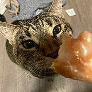 Garvey is registered to the contest to win money with this photo: animal, blanket, blurred_object, cat, closeup, curious, ears, eyes, feline, floor, food, fur, indoor, looking, nose, pet, sniffing, tabby, texture, whiskers