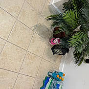 Waffle is registered to the contest to win money with this photo: arecales, conifer, event, evergreen, flooring, flowerpot, font, grass, houseplant, plant, rectangle, road_surface, room, sidewalk, terrestrial_plant, tile_flooring, tree, twig, urban_design, wood