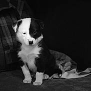 Annabelle participe au concours pour gagner de l'argent avec cette photo : puppy, dog, black_and_white, monochrome, sitting, portrait, fluffy, young_dog, pet, animal, face, eyes, nose, ears, fur, blanket, couch, indoors, dramatic_lighting, photography
