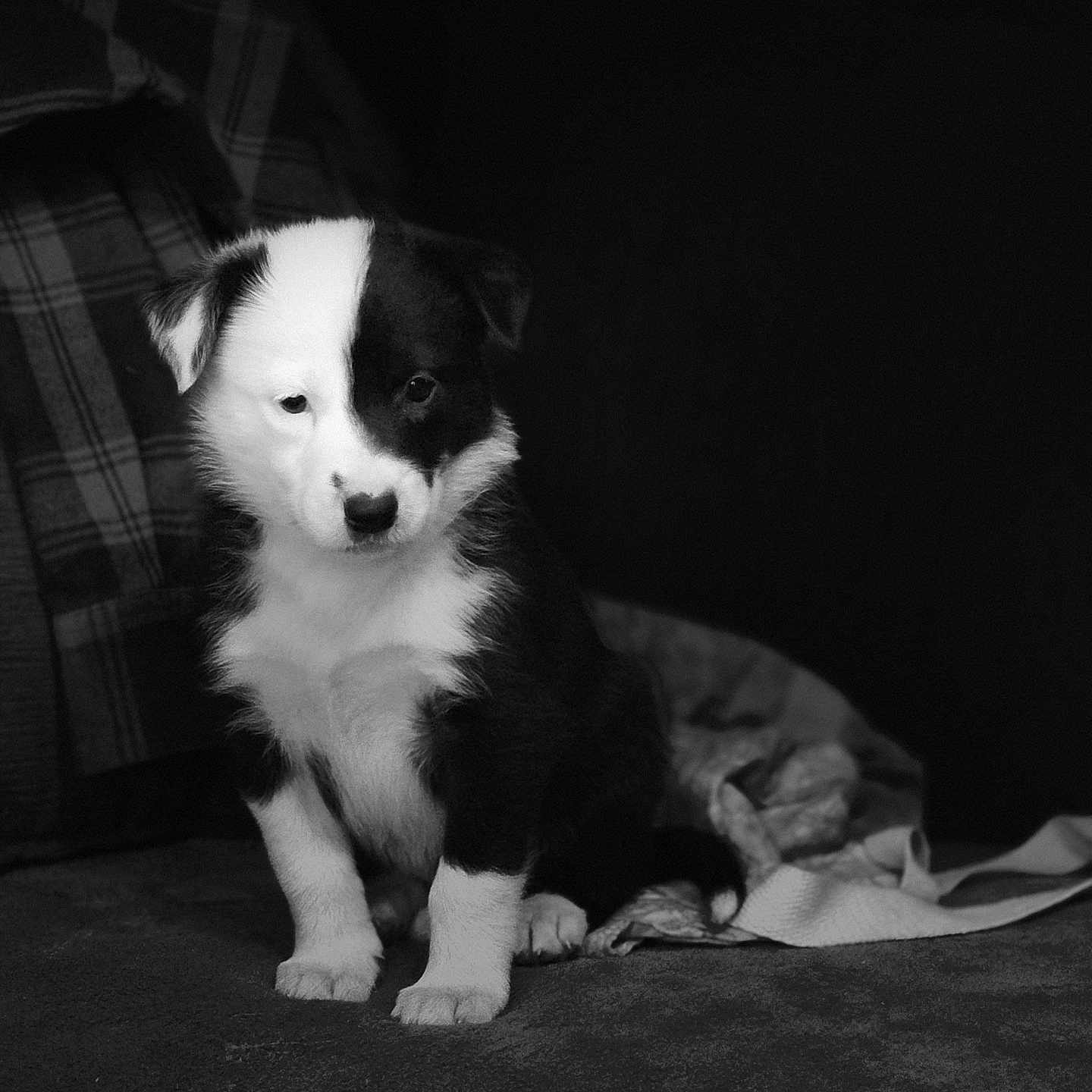 Annabelle participe au concours pour gagner de l'argent avec cette photo : puppy, dog, black_and_white, monochrome, sitting, portrait, fluffy, young_dog, pet, animal, face, eyes, nose, ears, fur, blanket, couch, indoors, dramatic_lighting, photography