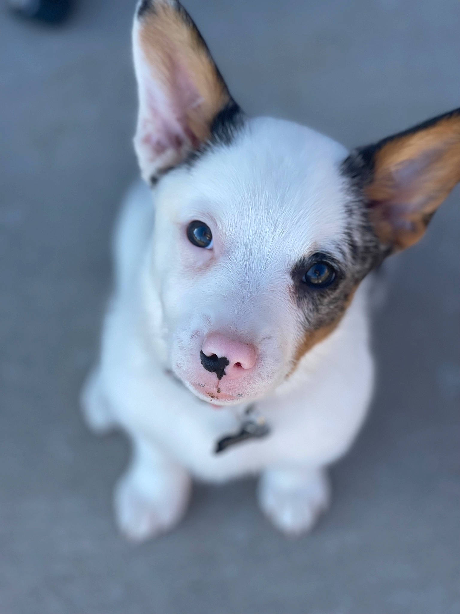 George joined the competition — help win amazing prizes! canidae, carnivore, collar, companion_dog, corgi_chihuahua, dog, dog_breed, ear, eye, fawn, fur, non_sporting_group, snout, sporting_group, tail, terrestrial_animal, toy_dog, whiskers, working_animal