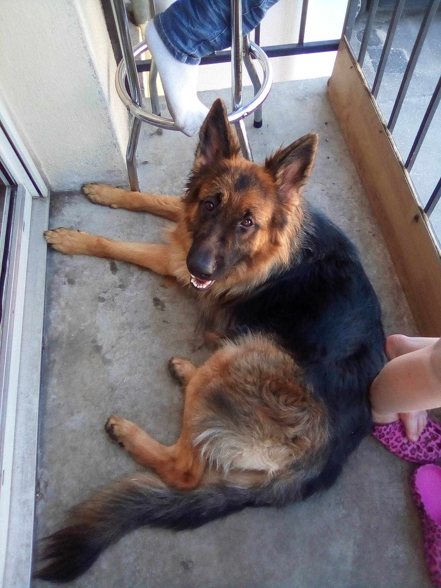 Ouna participe au concours pour gagner de l'argent avec cette photo : bohemian_shepherd, canidae, carnivore, dog, dog_breed, east_european_shepherd, german_shepherd_dog, king_shepherd, kunming_wolfdog, mammal, old_german_shepherd_dog, shiloh_shepherd_dog, vertebrate, wolfdog, working_dog