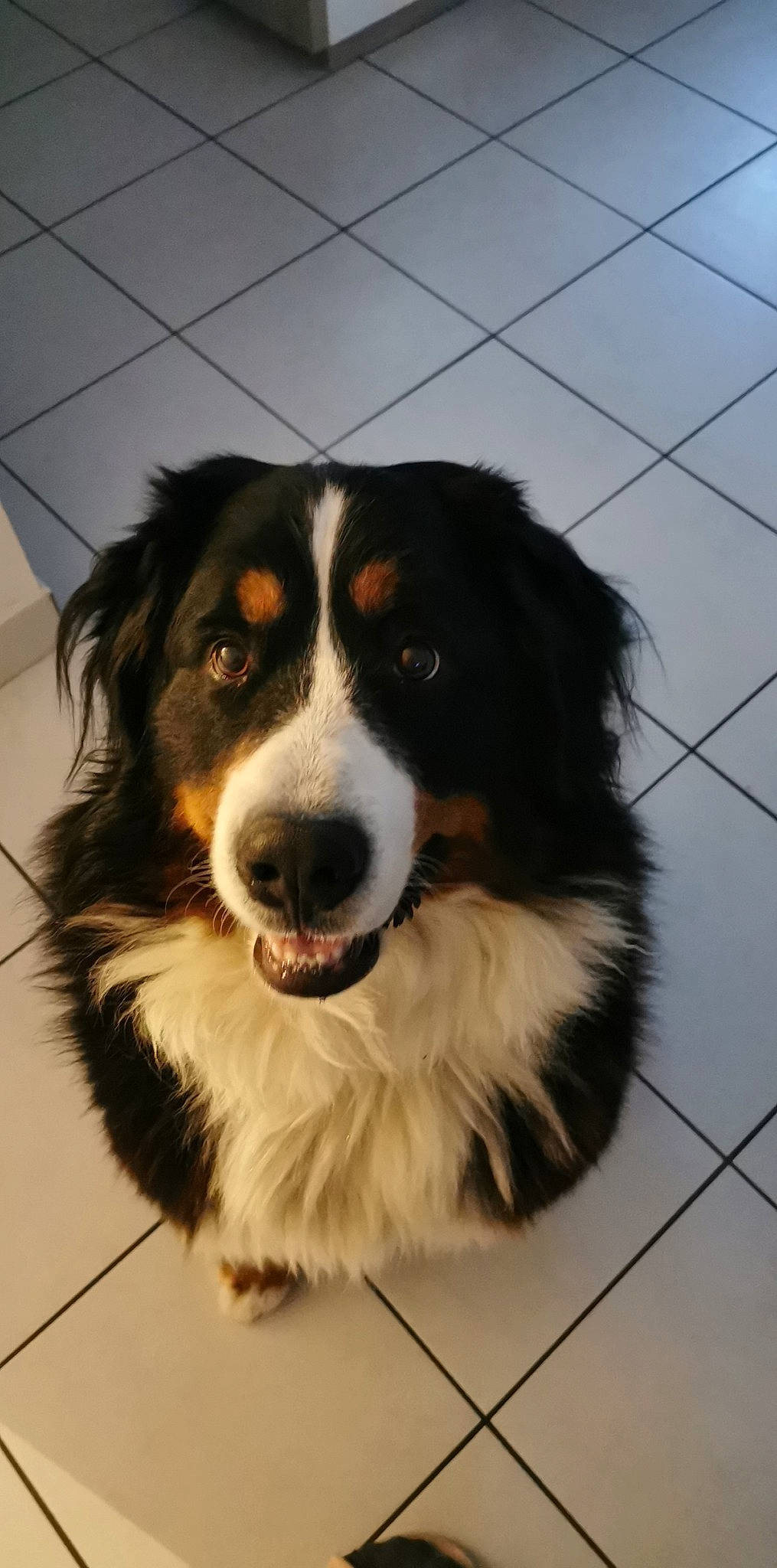 Boubou participe au concours pour gagner de l'argent avec cette photo : bernese_mountain_dog, border_collie, carnivore, companion_dog, dog, dog_breed, fur, herding_dog, smile, snout, sporting_group, terrestrial_animal, tile_flooring, whiskers, working_animal, working_dog
