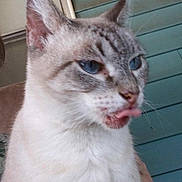 Cassey is registered to the contest to win money with this photo: animal, background, blue_eyes, candid, cat, close_up, cute, domestic_cat, ears, expression, feline, funny_face, fur, house, indoor, light_color, pet, portrait, tongue_out, whiskers