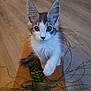 Aïko participe au concours pour gagner de l'argent avec cette photo : cat, kitten, pet, animal, fur, whiskers, ears, eyes, paw, toy, clipboard, wood_floor, flooring, indoor, playful, curious, closeup, portrait, domestic, sitting