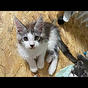Aïko a rejoint le concours — aidez-le/la à gagner de superbes lots ! kitten, cat, two_kittens, fluffy, whiskers, paws, large_ears, plywood_floor, wood_floor, flooring, curious, wide_eyes, gray_and_white, tail, pet, indoor, toy, sibling, portrait, young