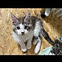 kitten, cat, two_kittens, fluffy, whiskers, paws, large_ears, plywood_floor, wood_floor, flooring, curious, wide_eyes, gray_and_white, tail, pet, indoor, toy, sibling, portrait, young