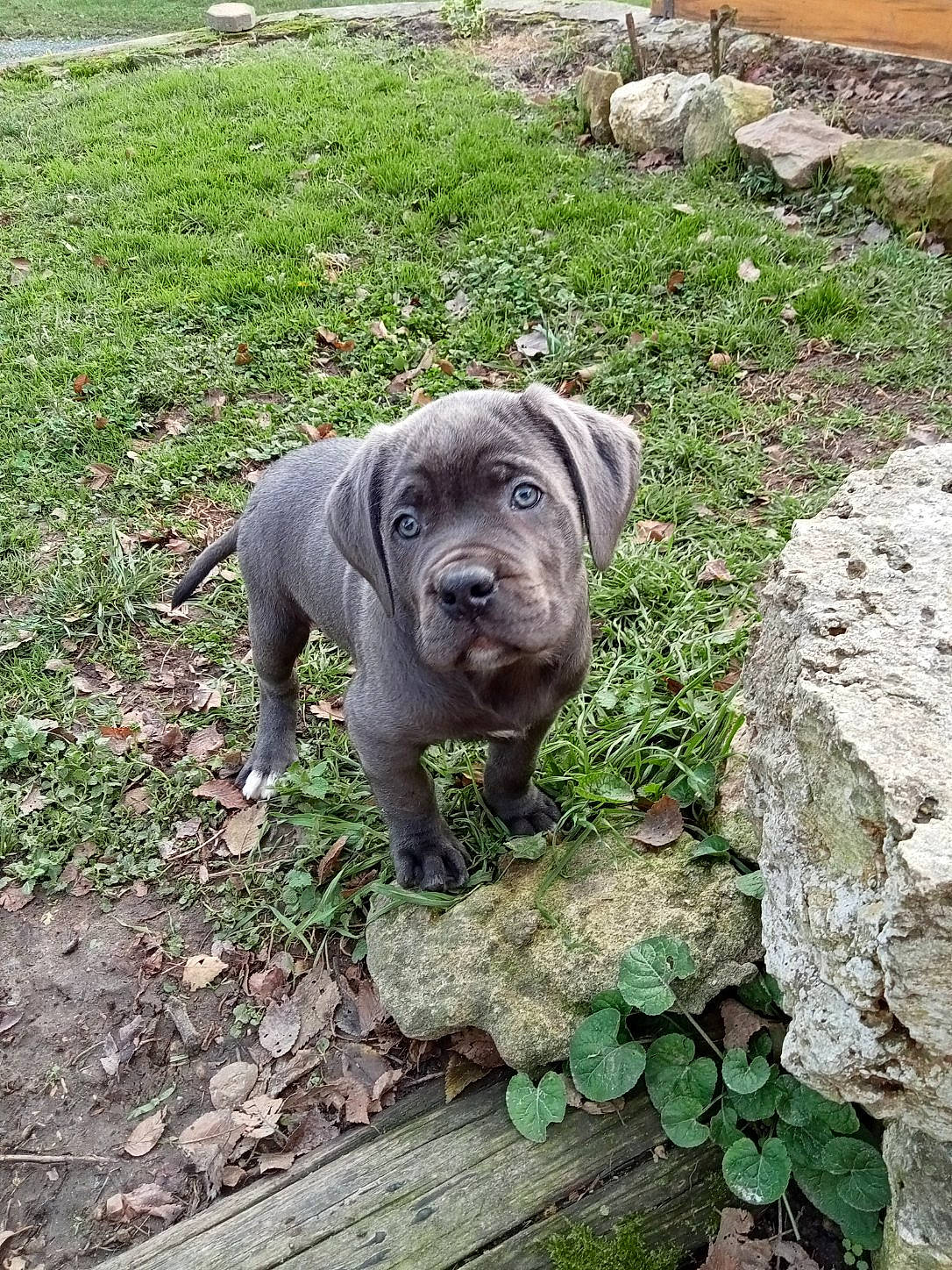 Paco a rejoint le concours — aidez-le/la à gagner de superbes lots ! ancient_dog_breeds, carnivore, companion_dog, dog, dog_breed, garden, grass, groundcover, guard_dog, molosser, neapolitan_mastiff, non_sporting_group, plant, soil, terrestrial_animal, toy_dog, working_animal, working_dog, wrinkle