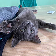 Crevettes a rejoint le concours — aidez-le/la à gagner de superbes lots ! animal, cat, chair, close_up, curious, cute, domestic_cat, fabric, feline, gray_cat, green_eyes, indoor, paw, pet, playful, relaxed, soft_texture, stretching, table, wooden_table