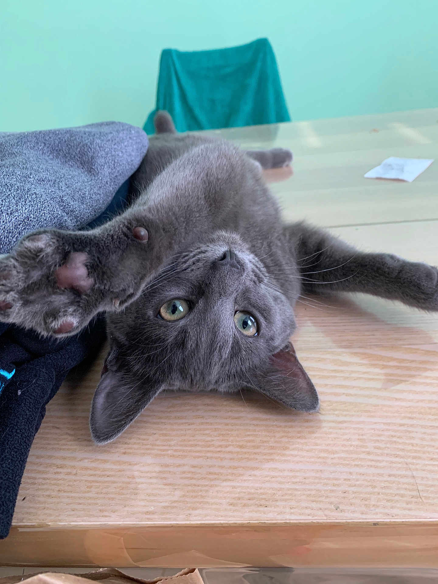Crevettes a rejoint le concours — aidez-le/la à gagner de superbes lots ! animal, cat, chair, close_up, curious, cute, domestic_cat, fabric, feline, gray_cat, green_eyes, indoor, paw, pet, playful, relaxed, soft_texture, stretching, table, wooden_table